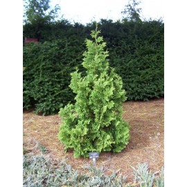 Туя Спиралис 